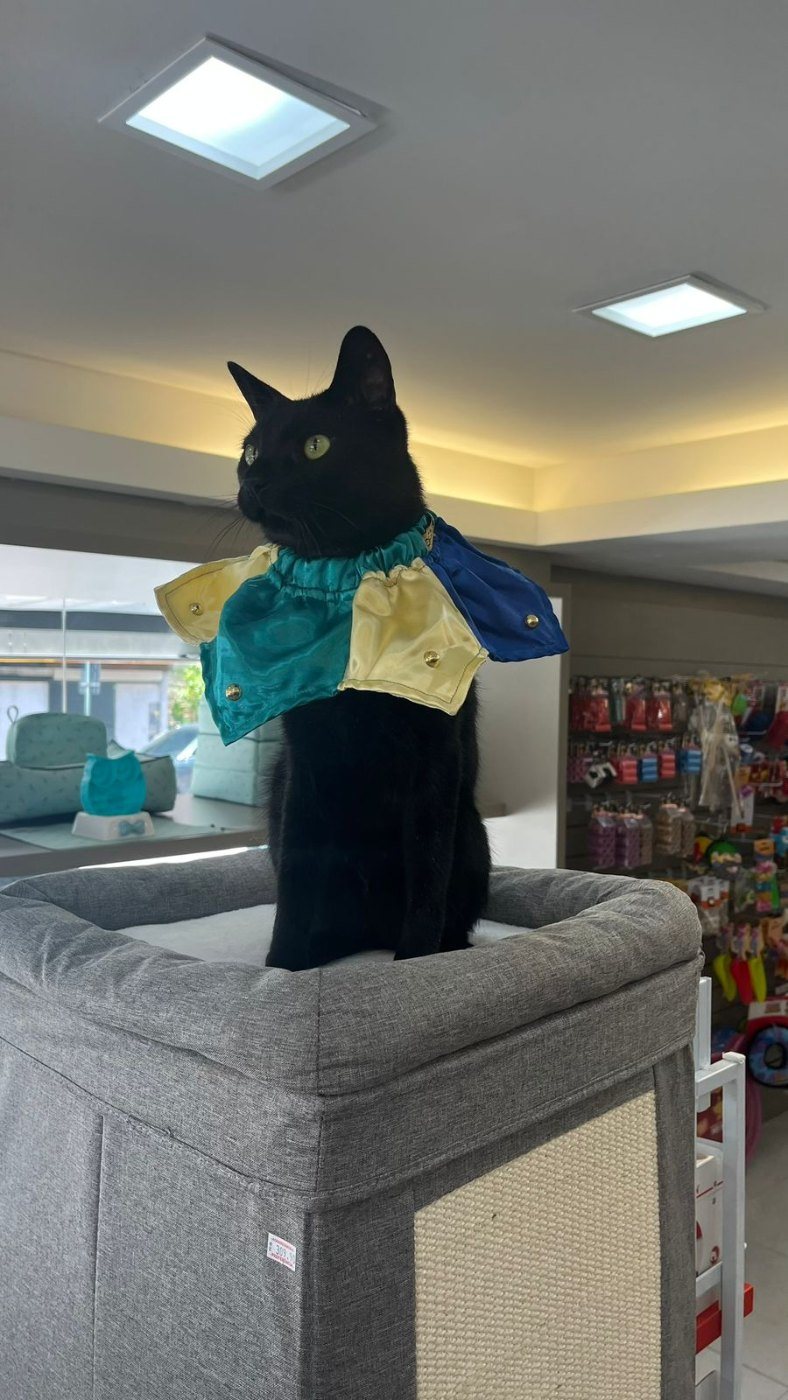 Gato na loja