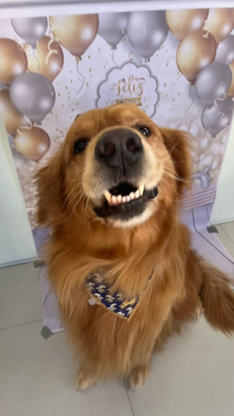 Golden retriever feliz