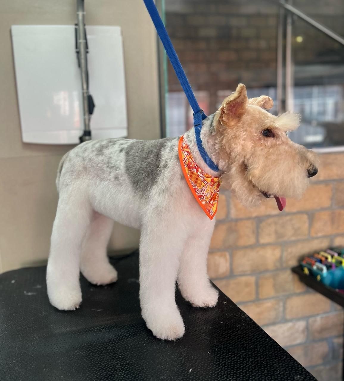 Schnauzer depois do banho e tosa