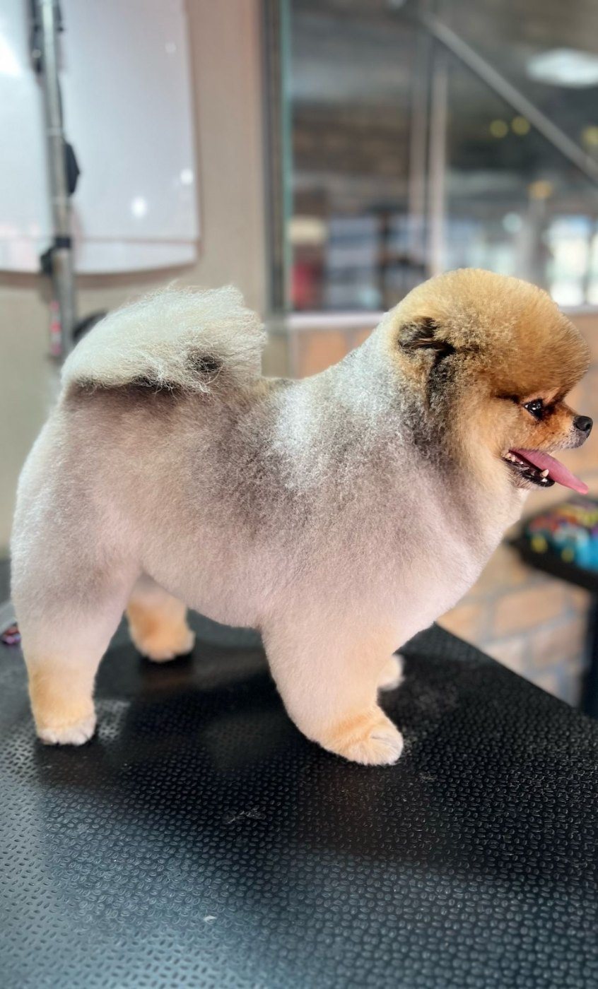 Spitz alemão depois da tosa